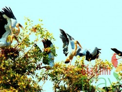 Parque de Aves de “Tam Nong”